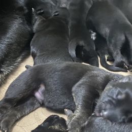 German Shepherd Puppies from Markenhaus Working German Shepherds