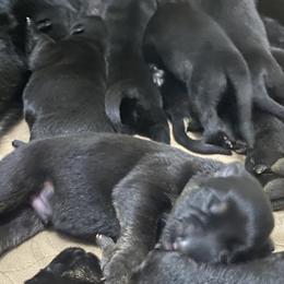 German Shepherd Puppies from Markenhaus Working German Shepherds