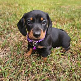 Black and tan female (bigger) - Black and tan female Dachshund puppy in Belle Rive, Illinois from Akin's Miniature Dachshunds, LLC