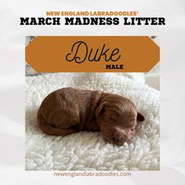Duke - Red Australian Labradoodle puppy in Mendon, Massachusetts from New England Labradoodles