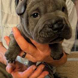 Boy 2 - Blue dilute male Chinese Shar-Pei puppy in Autryville, North Carolina from T&D'S Razen Wrinkles Shar-pei