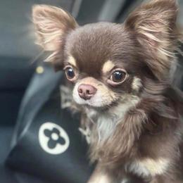 Swaz - Chihuahua