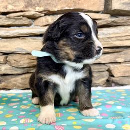 Atlas - Black tri-color male Australian Shepherd puppy in Red Springs, North Carolina from Julia Rose Ranch