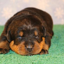 Pyro - Black and mahogany male Rottweiler puppy in Uniontown, Alabama from CedarBluff Rottweilers