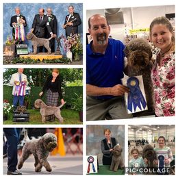 Lagotti Romagnoli from Two By Two Lagotto