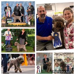 Lagotti Romagnoli from Two By Two Lagotto
