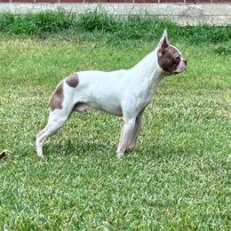 Fergus - Boston Terrier