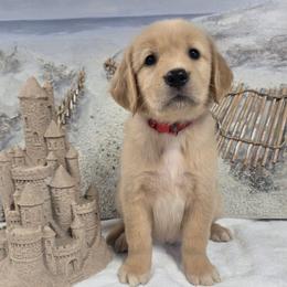 Delta - Light golden female Golden Retriever puppy in Marietta, Oklahoma from Dogs of Diamond B