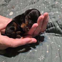 Girl 2 - Black and tan female Cavapoo puppy in Vancouver, Washington from Doo a Little Doodle