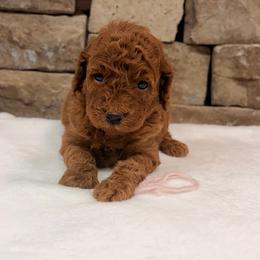 Pink Collar Girl - Red  female Goldendoodle puppy in Cullman, Alabama from My Awesome Rover