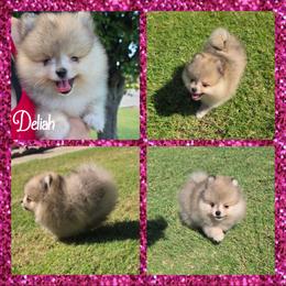 Deliah - Cream sable female Pomeranian puppy in Anna, Texas from Fantasy Pomeranians & Fantasy Aussies