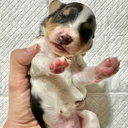 Tricolor with white underside - Tri-color male Bernedoodle puppy in Brooksville, Florida from Kruger Doodles