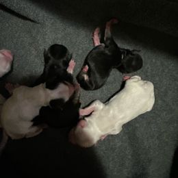 Maltese, Morkie, Poodle, and Yorkshire Terrier Puppies from YorkiesPawsLife