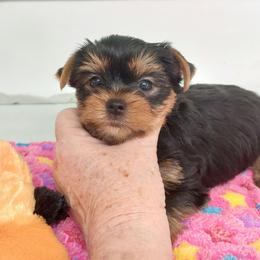 Boy 2 - male Yorkshire Terrier puppy in Grand Terrace, California from CLC SOUTHERN YORKIES