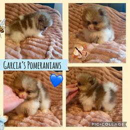 Junior - Chocolate parti male Pomeranian puppy in Waterloo, Indiana from Garcias Pomeranian