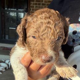 Merle boy 4 - Merle male Double Doodle puppy in Yoakum, Texas from The Scott’s Dood Ranch