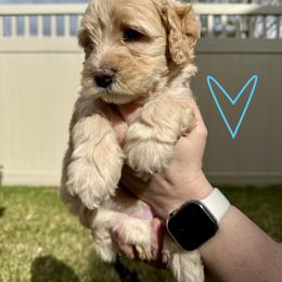 Bernedoodle, Cavalier King Charles Spaniel, and Poodle Puppies from Ellas.Pups (Bernedoodles & Cavapoos)