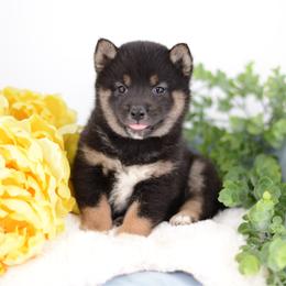 Taya - Black and tan female Shiba Inu puppy in Neosho, Missouri from Sunny Terrace Shibas