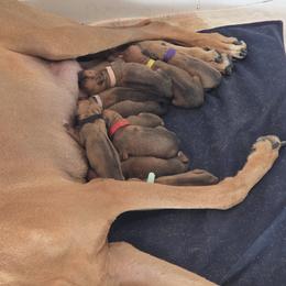 Rhodesian Ridgeback puppies from Avanti Ridgebacks