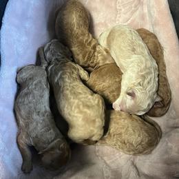 Poodle Puppies from Blessed Acres Miniature Poodles