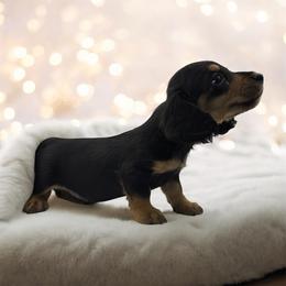 Black and tan female - Black and tan female Dachshund puppy in Glen St Mary, Florida from Little Pawz, LLC