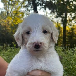 Georgia - Fawn and white female Sheepadoodle puppy in Fayette, Alabama from Luxapallila Sheepadoodles