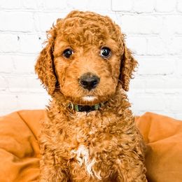 Dopey - Goldendoodle puppy in Lehi, Utah from Larsen Litters