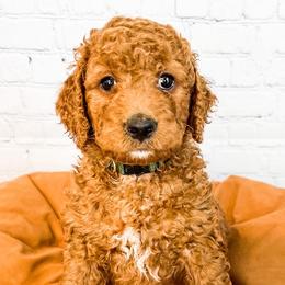 Dopey - Goldendoodle puppy in Lehi, Utah from Larsen Litters