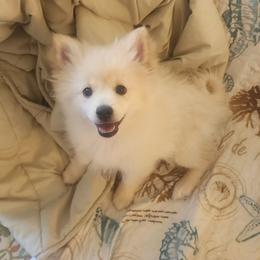 PHINEAS - Cream Pomeranian puppy in Hershey, Pennsylvania from Lauren's Pomeranians