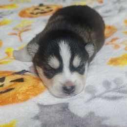 Girl1 - Black female Pomsky puppy in Bolton, Connecticut from Elle Pomsky