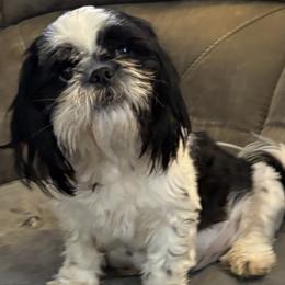 Missy - Shih Tzu