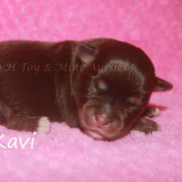 Kavi - Red tri female Miniature Australian Shepherd puppy in Godley, Texas from Flying H Toy and Mini Aussies