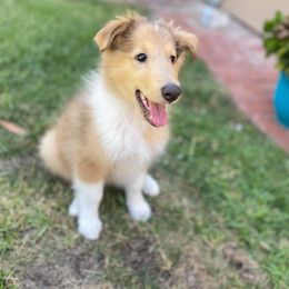 Collie Puppies from High Altitude Collies