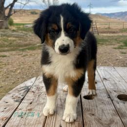 Marina - Black tri-color female Australian Shepherd puppy in Preston, Idaho from KC Bar Ranch Aussies
