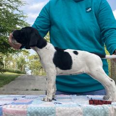 Black & White Girl - Red - Black and white Pointer puppy in Olympia, Washington from Birdsboro Pointers