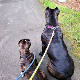 Cane Corso Puppies from King of Kings Cane Corso