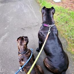 Cane Corso Puppies from King of Kings Cane Corso