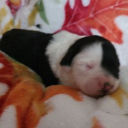 Girl 2 - Portuguese Water Dog puppy in Maine from Lion Heart Pwds