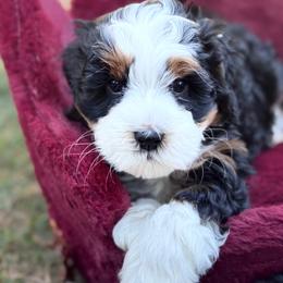 Legacy - Tri-color male Bernedoodle puppy in Hillsboro, Oregon from Myt fine doodles