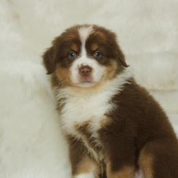 Zara - Red tri-color female Australian Shepherd puppy in Richmond, Texas from Big Zen Aussies