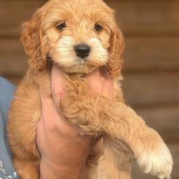 Zadkiel - Red and white male Cockapoo puppy in Holton, Indiana from MoonShine Babies