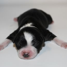 Blitzen - Black tri male Miniature Australian Shepherd puppy in Brooker, Florida from Triple Branch Aussies