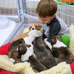 American Foxhound and American Staffordshire Terrier Puppies from Whitlow Kennel