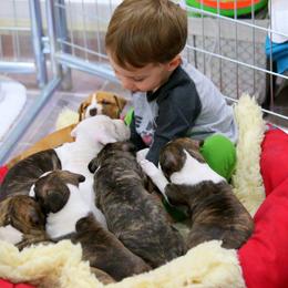 American Foxhound and American Staffordshire Terrier Puppies from Whitlow Kennel