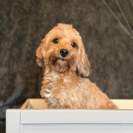 Gracie - Black & tan tri-color female Maltipoo puppy in Tolono, Illinois from The Golden Rule Doodles and Poos