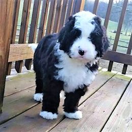 Bernedoodle Puppies from Flat Creek Bernedoodles
