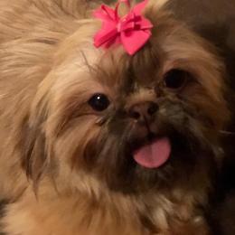 Shih Tzus from Sunnybrook Shih Tzu