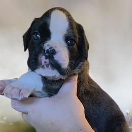 Brindle girl - Brindle female Boxer puppy in Red Boiling Springs, Tennessee from Silver Rain