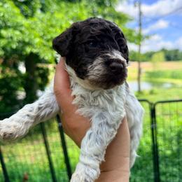 Boy 1- Navy collar - Brown male Lagotto Romagnolo puppy in Ashland, Ohio from SS Australian Shepherds
