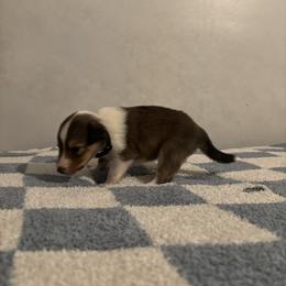 Raven - Sable and white female Shetland Sheepdog puppy in Union, New Jersey from McDermon Shelties